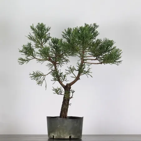 Giant sequoia "sequoiadendron giganteum" 1-10