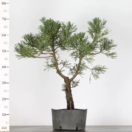 image supplémentaire - SEQUOIA GEANT...