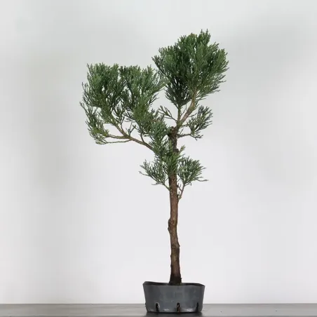 image supplémentaire - SEQUOIA GEANT...