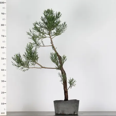 image supplémentaire - SEQUOIA GEANT...