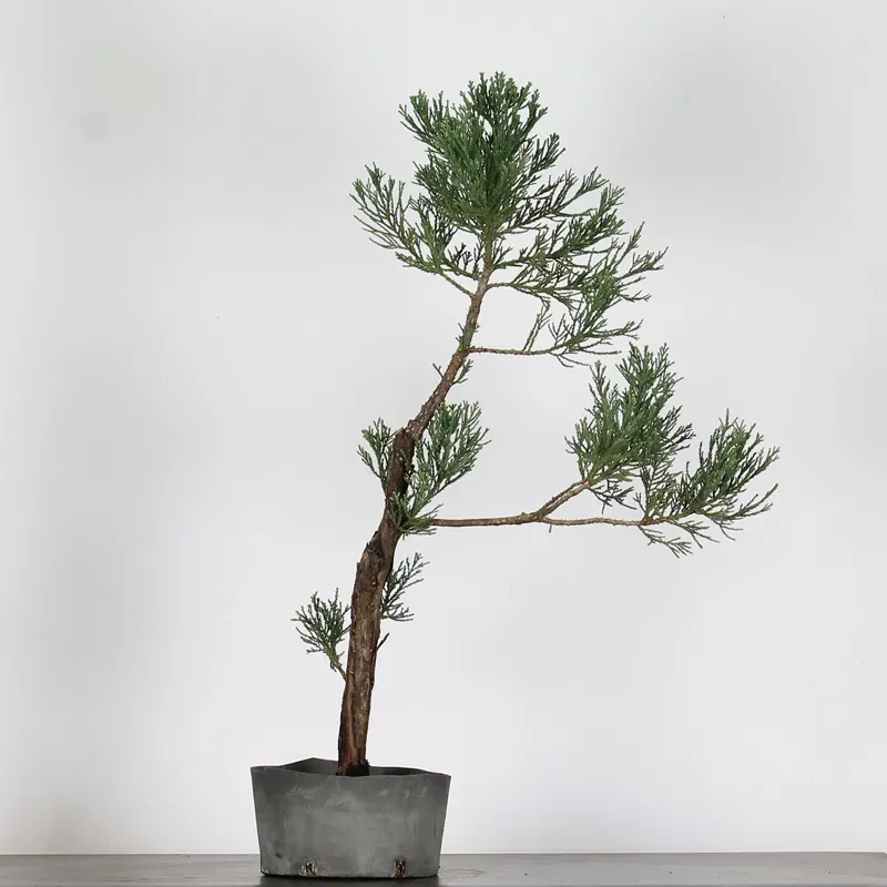 SEQUOIA GEANT "Sequoiadendron giganteum" 1-12
