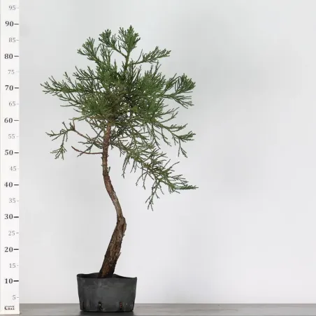 image supplémentaire - SEQUOIA GEANT...