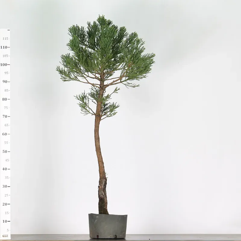 image supplémentaire - SEQUOIA GEANT...