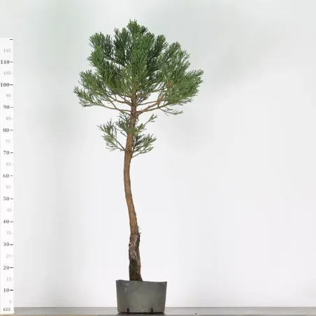 image supplémentaire - SEQUOIA GEANT...