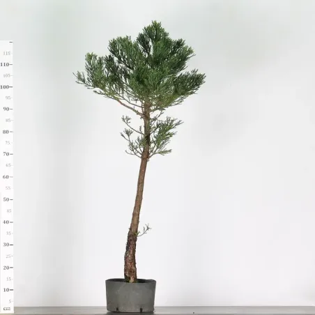 SEQUOIA GEANT "Sequoiadendron giganteum" 1-14
