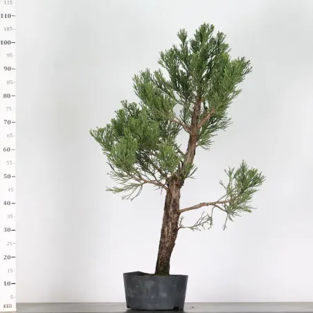 image supplémentaire - SEQUOIA GEANT...