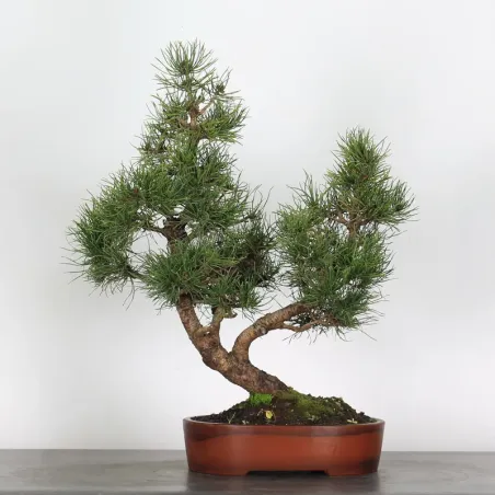BONSAI PINUS MUGO 1-16