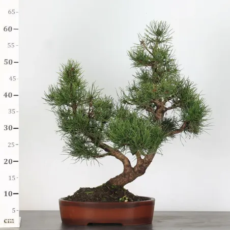 image supplémentaire - BONSAI PIN MUGO 1-16