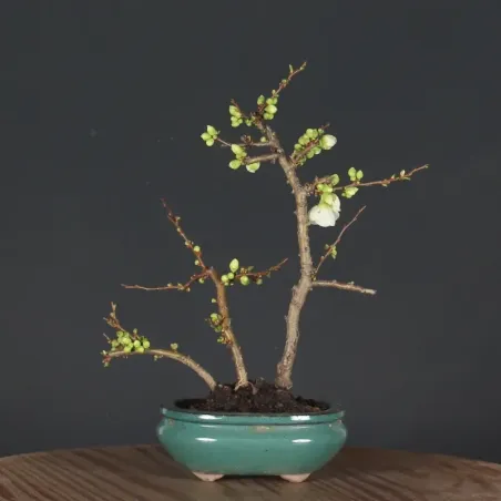 Bonsai Cognassier du Japon