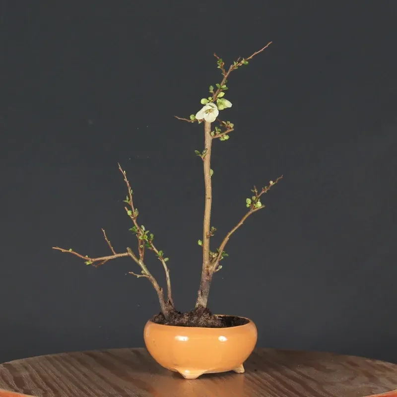 JAPANESE QUINCE "Chaenomeles speciosa Nivalis" 4-3