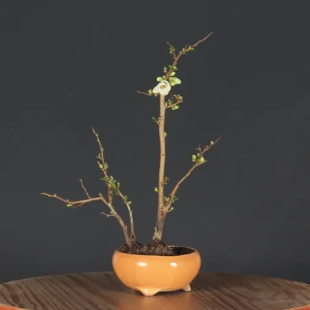 JAPANESE QUINCE "Chaenomeles speciosa Nivalis" 4-3
