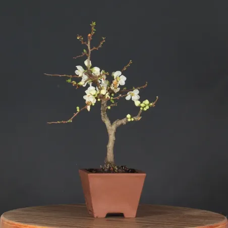 JAPANESE QUINCE "Chaenomeles speciosa Nivalis" 4-4