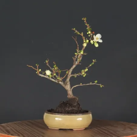 Bonsai Cognassier du Japon