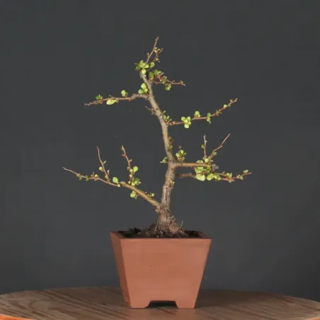 Bonsai Cognassier du Japon