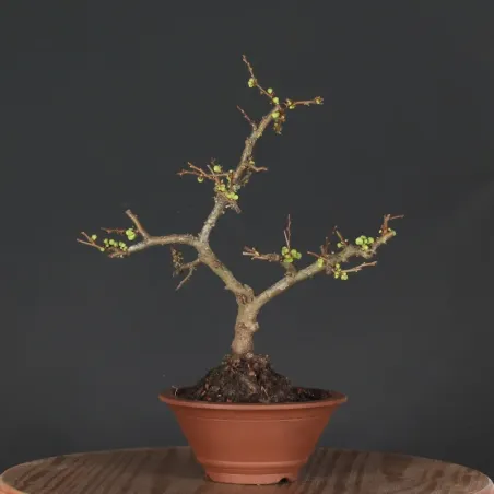 Bonsai Cognassier du Japon