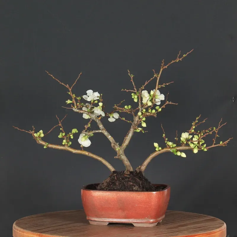 JAPANESE QUINCE "Chaenomeles speciosa Nivalis" 4-14