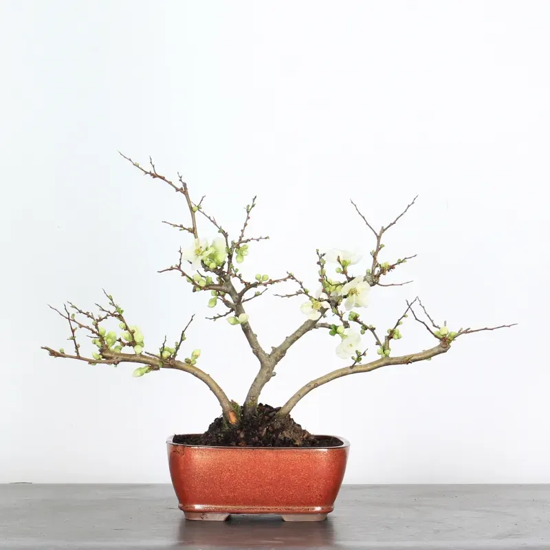 image supplémentaire - JAPANESE QUINCE...