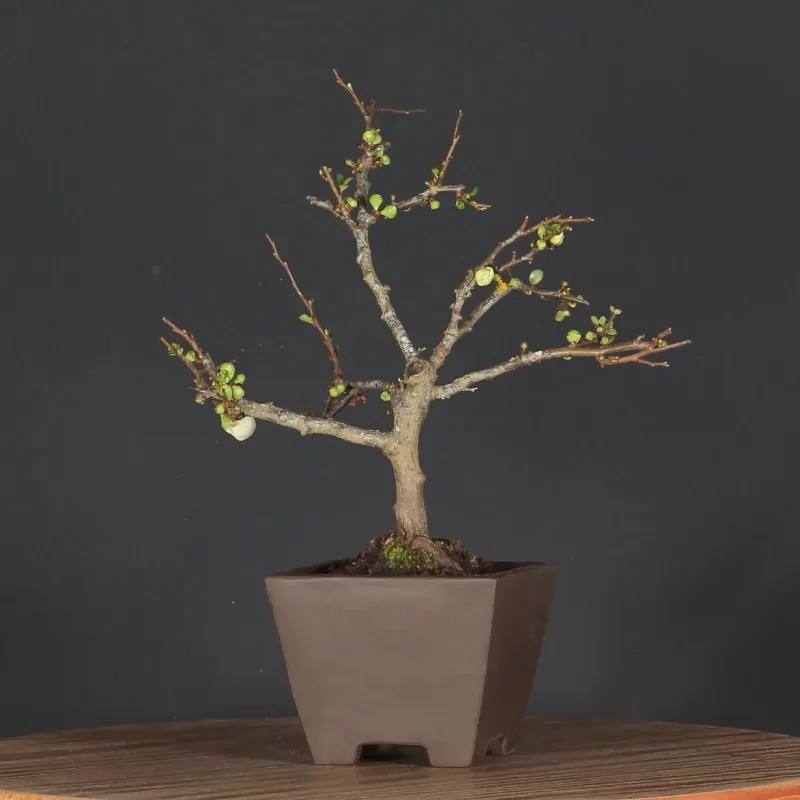 JAPANESE QUINCE "Chaenomeles speciosa Nivalis" 4-15
