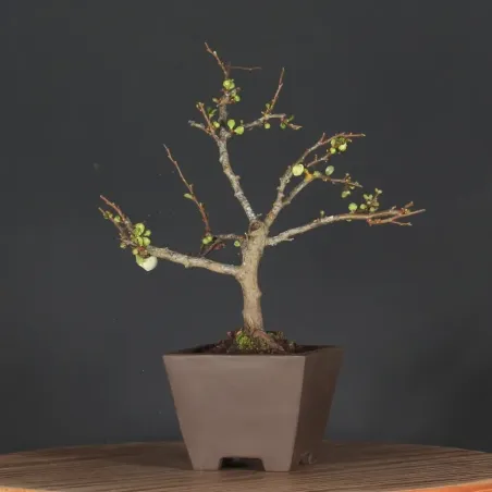 Bonsai Cognassier du Japon