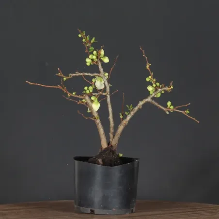 Bonsai Cognassier du Japon
