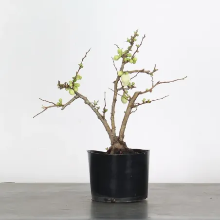 image supplémentaire - PREBONSAI COGNASSIER DU...