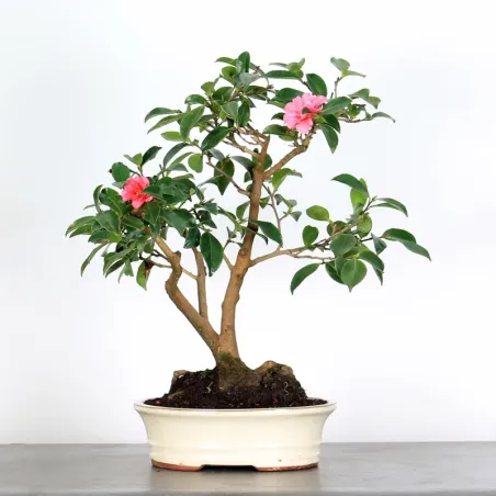 AUTUMN CAMELIA "SASANQUA" 1-6