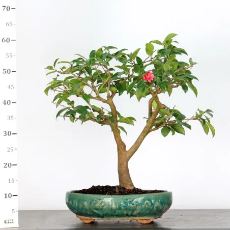 image supplémentaire - CAMELIA D'AUTOMNE...