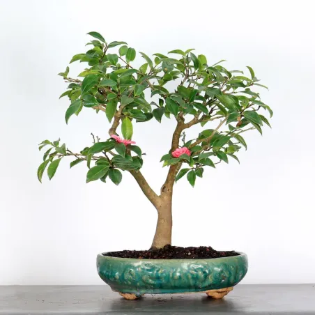 CAMELIA D'AUTOMNE "SASANQUA" 1-8