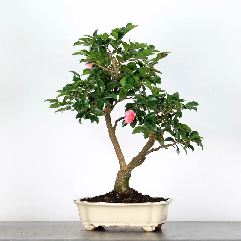 AUTUMN CAMELLIA "SASANQUA" 1-9