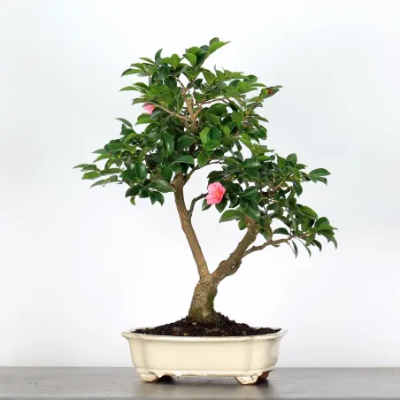 AUTUMN CAMELLIA "SASANQUA" 1-9