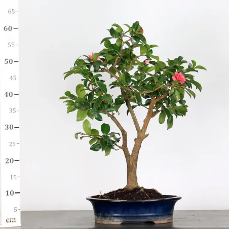 image supplémentaire - AUTUMN CAMELLIA "SASANQUA"...