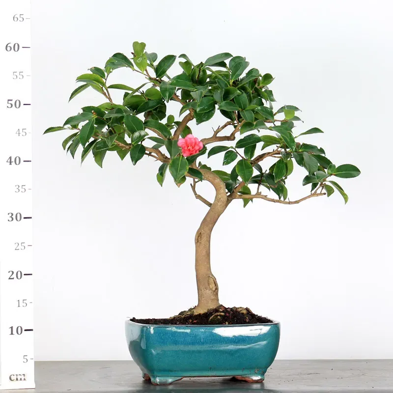 image supplémentaire - CAMELIA D'AUTOMNE...