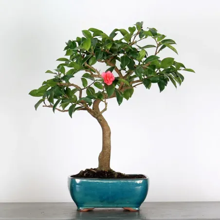AUTUMN CAMELIA "SASANQUA" 1-11