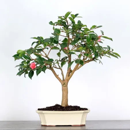 CAMELIA D'AUTOMNE "SASANQUA" 1-12