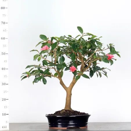 image supplémentaire - CAMELIA D'AUTOMNE...
