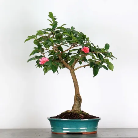 camélia bonsai