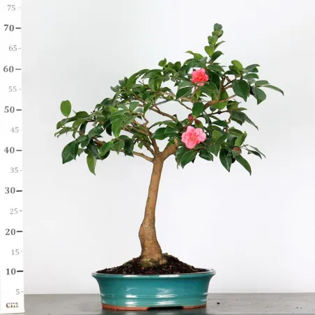 image supplémentaire - AUTUMN CAMELLIA "SASANQUA" 2-2