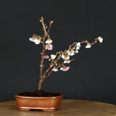 image supplémentaire - CERISIER DU JAPON "PRUNUS...