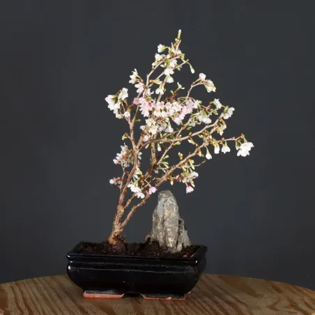 Bonsai Prunus Kojo No Mai