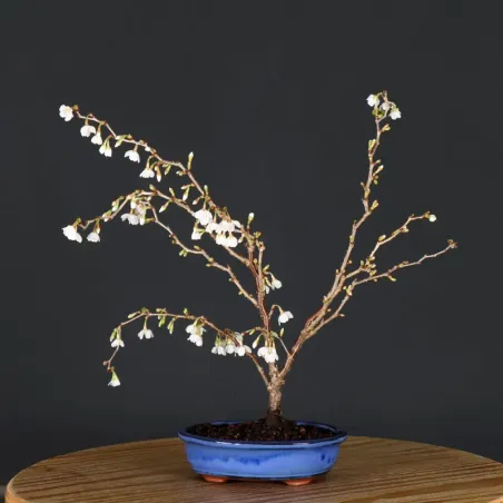 image supplémentaire - CERISIER DU JAPON "PRUNUS...