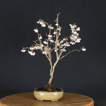 CERISIER DU JAPON "PRUNUS KOJO NO MAI" 2-7