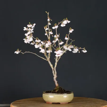 image supplémentaire - Japanese cherry tree...