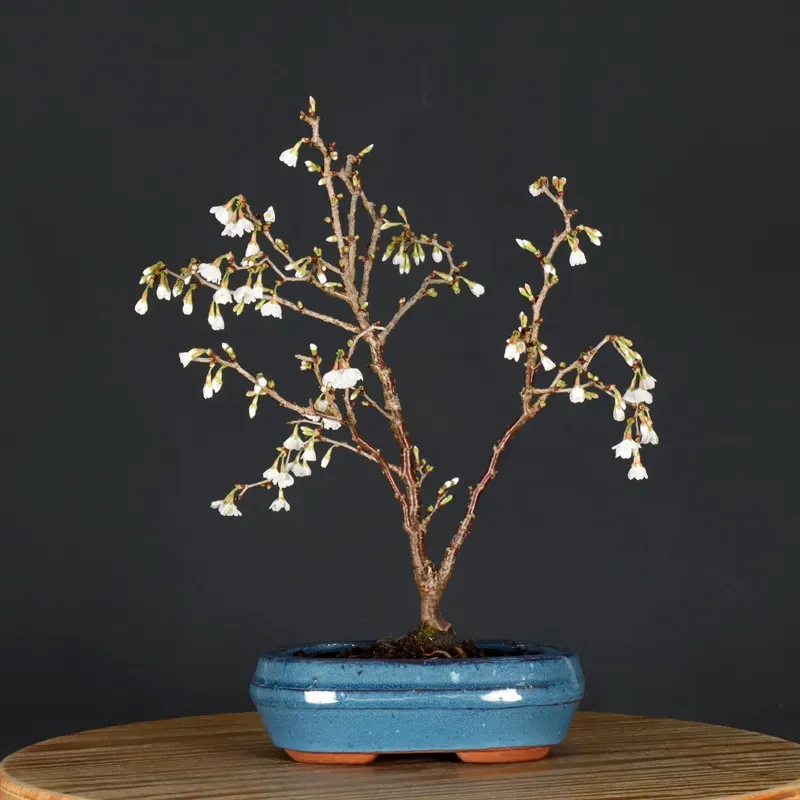 Japanese cherry tree "prunus kojo no mai" 2-8
