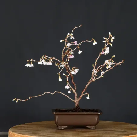 image supplémentaire - CERISIER DU JAPON "PRUNUS...