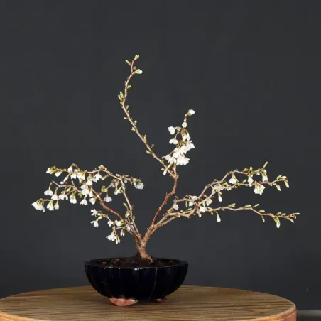 CERISIER DU JAPON "PRUNUS KOJO NO MAI" 2-10