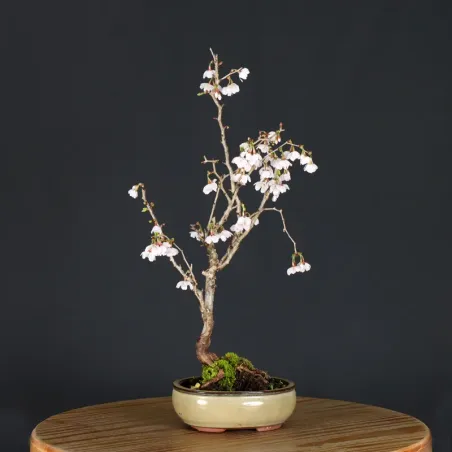 CERISIER DU JAPON "PRUNUS KOJO NO MAI" 2-15