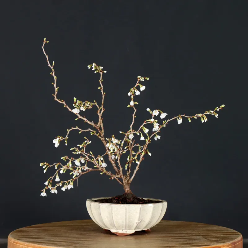 Japanese cherry tree "prunus kojo no mai" 3-1