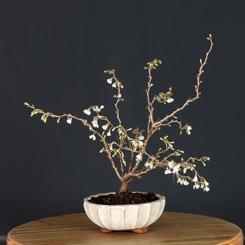 image supplémentaire - CERISIER DU JAPON "PRUNUS...