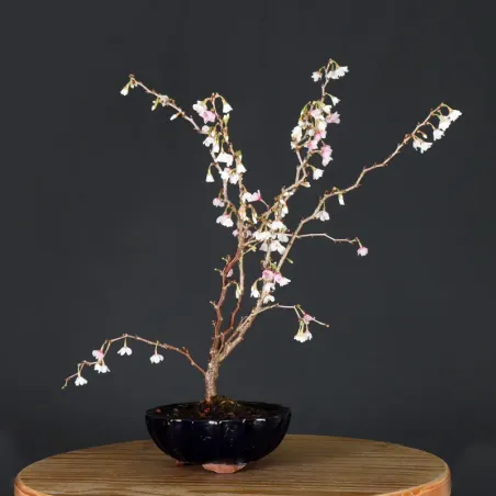 CERISIER DU JAPON "PRUNUS KOJO NO MAI" 3-5