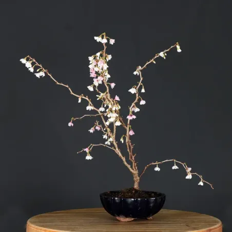image supplémentaire - CERISIER DU JAPON "PRUNUS...